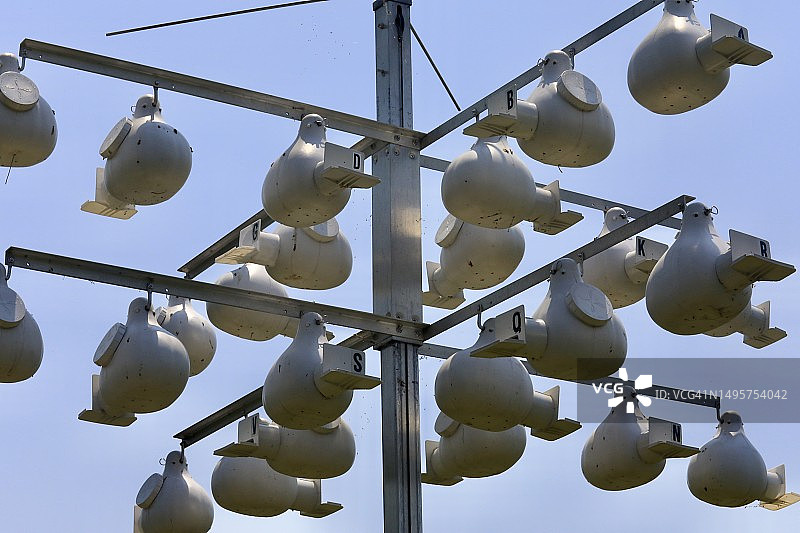 葫芦鸟舍特写：紫马丁鸟的家图片素材