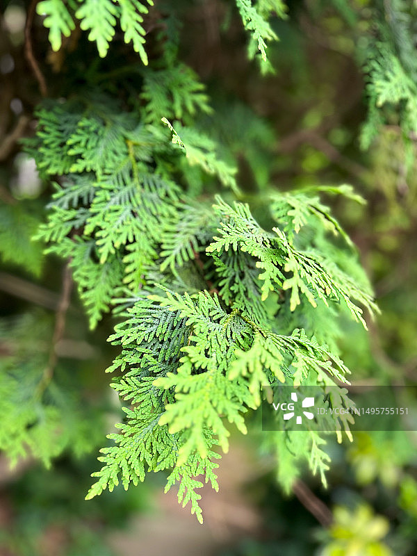 图雅树枝背景图片素材