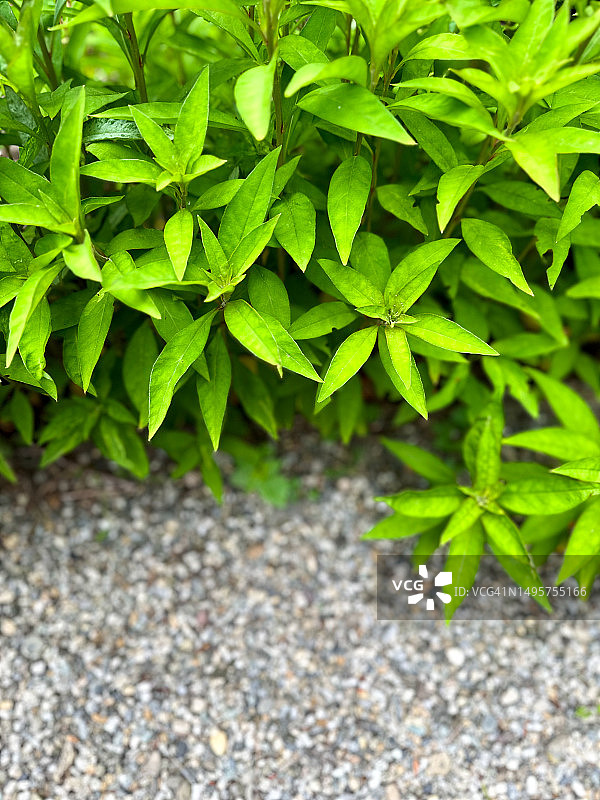 晚春鹅颈植物发芽地图片素材