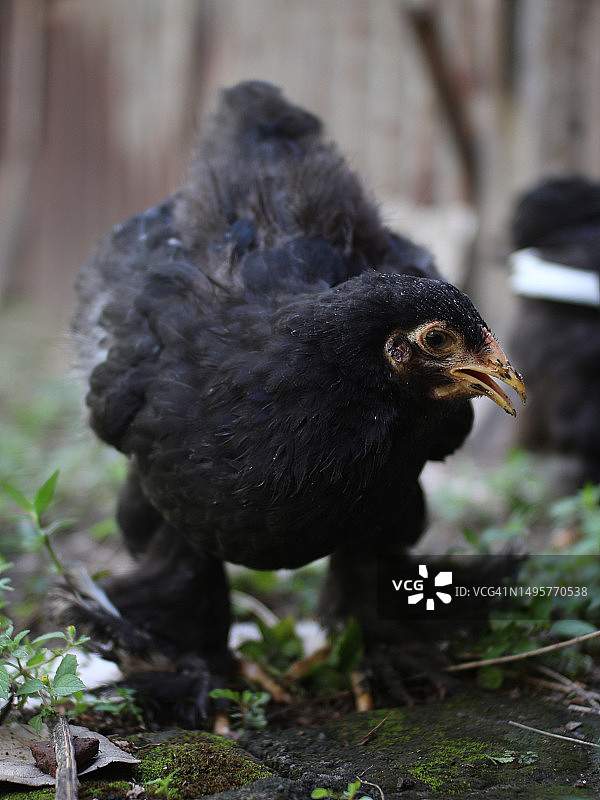 婆罗门鸡是一种从下到上都有厚厚毛发的鸡图片素材