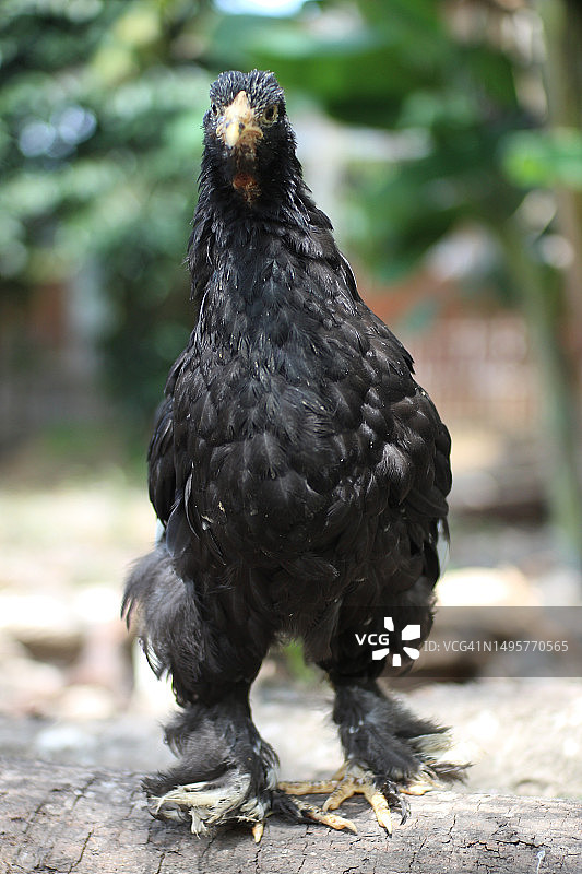 婆罗门鸡是一种从下到上都有厚厚毛发的鸡图片素材