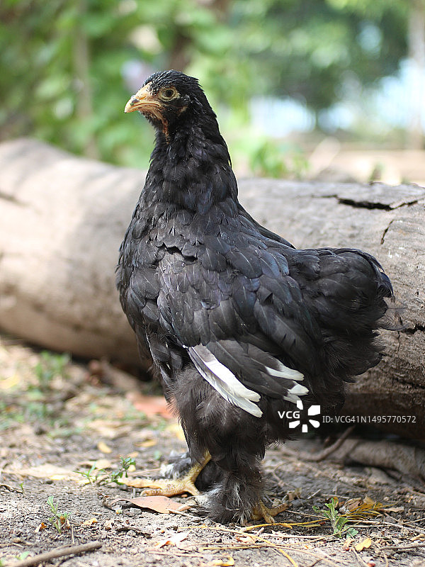 婆罗门鸡是一种从下到上都有厚厚毛发的鸡图片素材