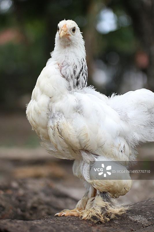 婆罗门鸡是一种从下到上都有厚厚毛发的鸡图片素材