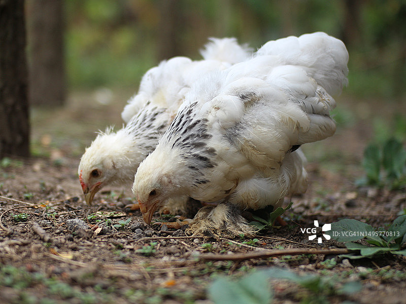 婆罗门鸡是一种从下到上都有厚厚毛发的鸡图片素材