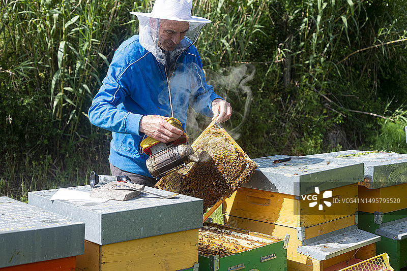 养蜂人手持烟熏工具检查蜂巢图片素材