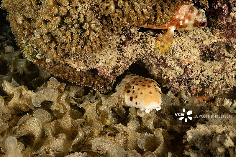 稀有小型鲨鱼物种：西巴布亚省特有亨氏肩章鲨图片素材