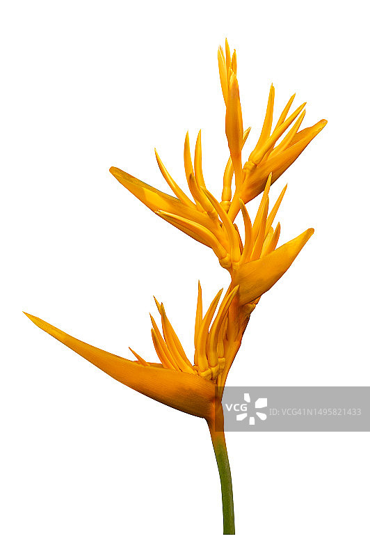 鹤望兰热带花卉白色背景图片素材