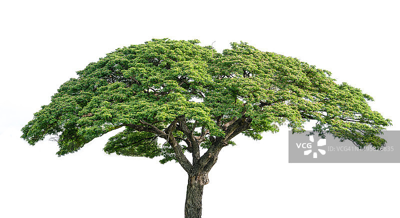 白背景下孤立的雨树图片素材