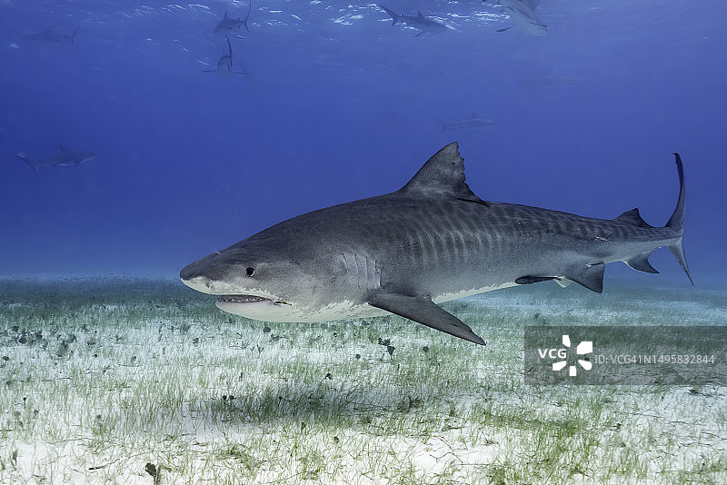 巴哈马浅蓝色清澈水域中的虎鲨图片素材