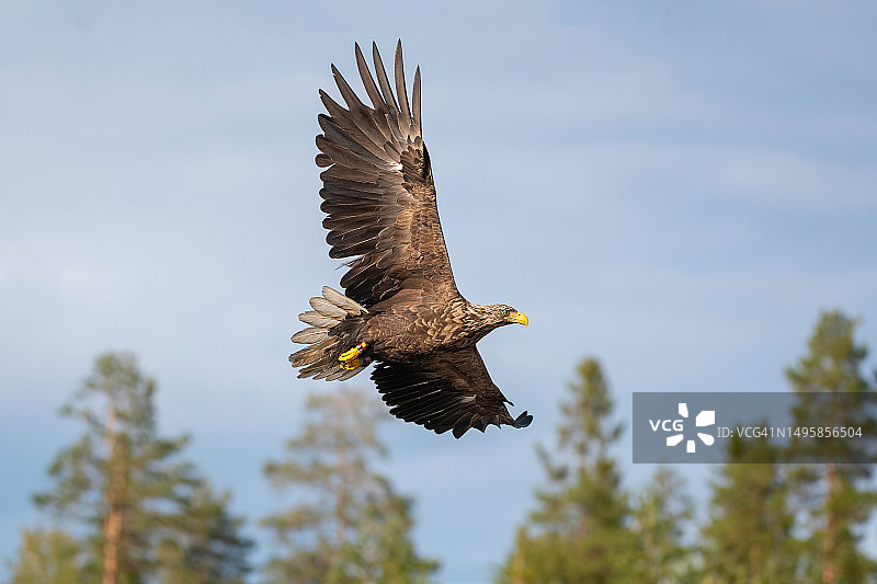芬兰库姆霍附近森林背景下的飞行白尾鹰图片素材