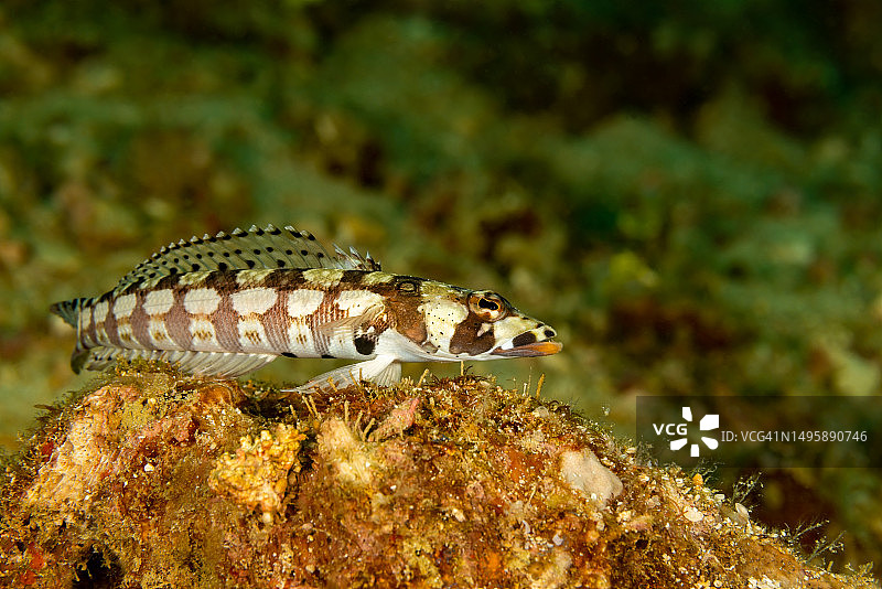 网纹九棘鲈在印度尼西亚西巴布亚省特里同湾观察区域图片素材