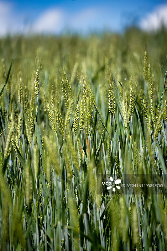 充满活力的玉米田特写图片素材