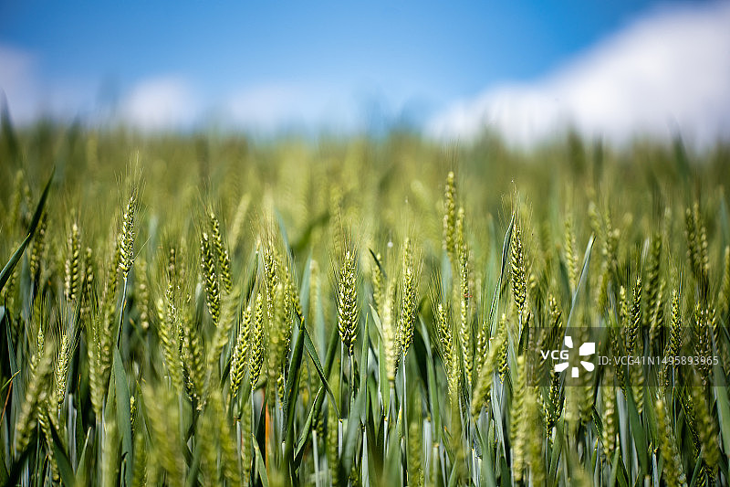 充满活力的玉米田特写图片素材