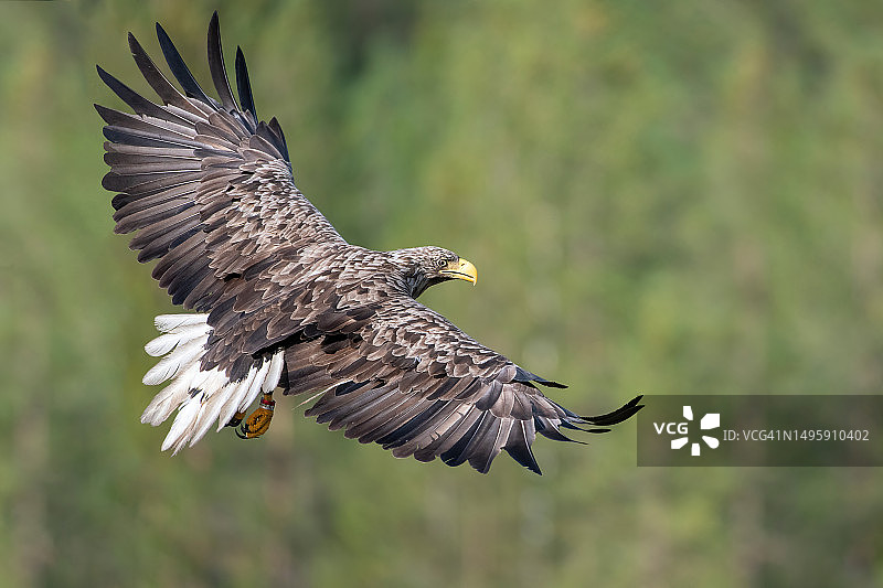 芬兰库姆霍附近森林背景下的飞行白尾鹰图片素材