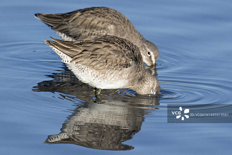 一对短嘴丘鹬觅食与倒影图片素材
