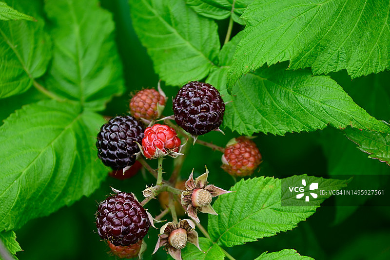 黑色覆盆子图片素材