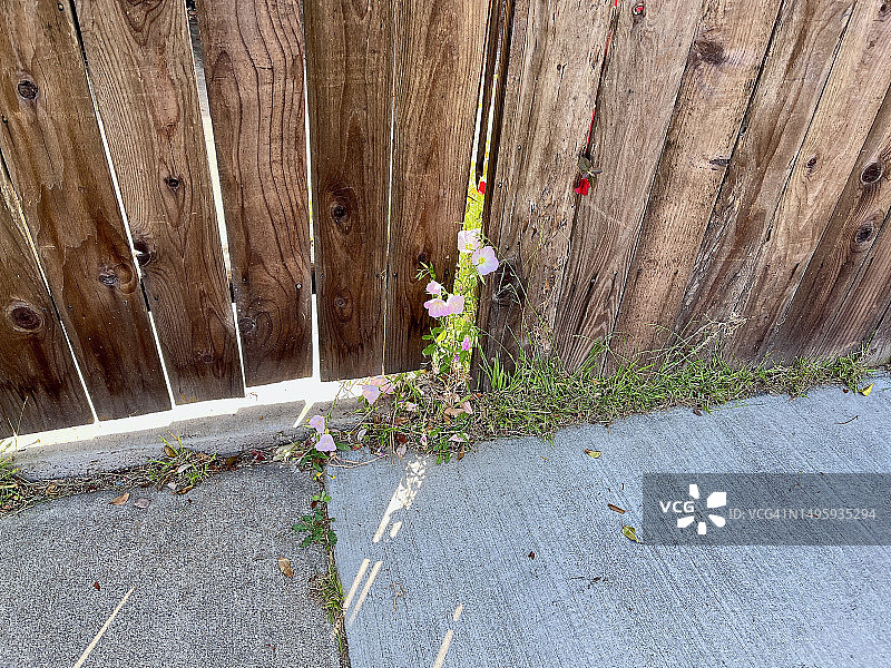 旧木栅栏裂缝中生长的粉色月见草图片素材