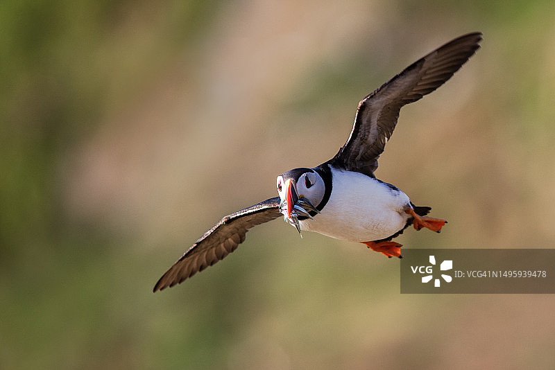 飞翔的海鹦与玉筋鱼图片素材