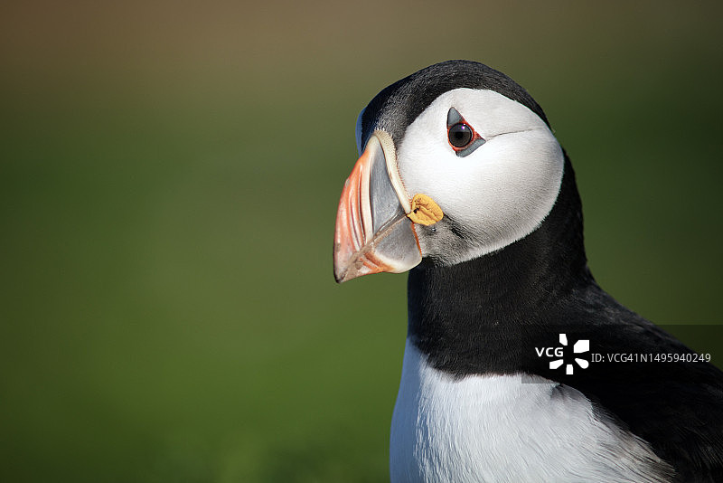 海鹦肖像图片素材