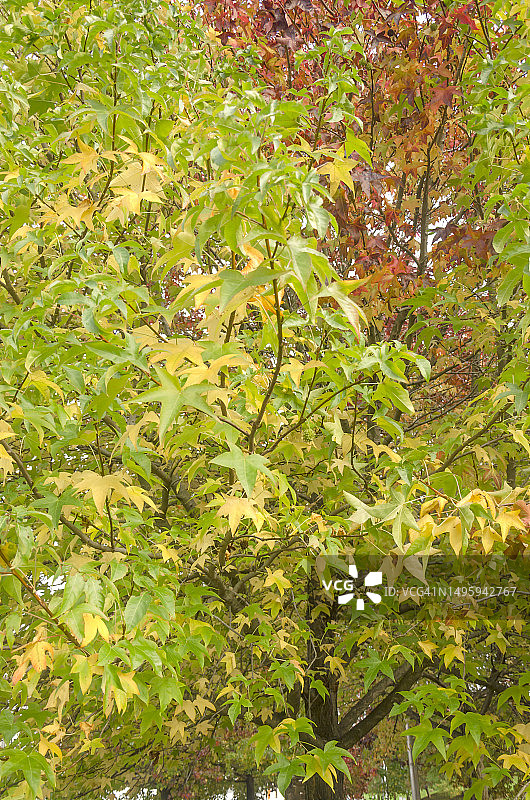 秋天的美国枫香树图片素材