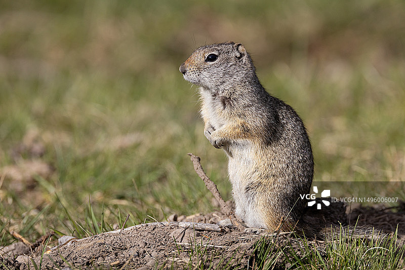 犹他金花鼠图片素材