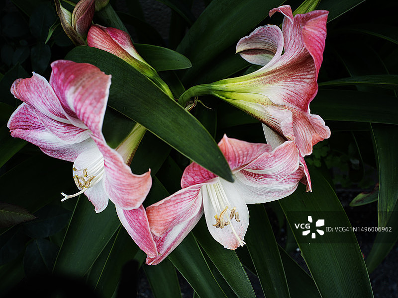 盛开的百合花图片素材