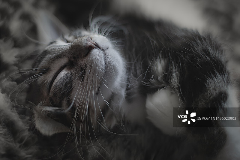 睡着的婴儿小猫图片素材