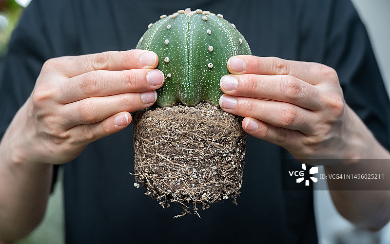 有人在将星球兜兰仙人掌从花盆中取出后，准备将其重新种植到新的容器中图片素材