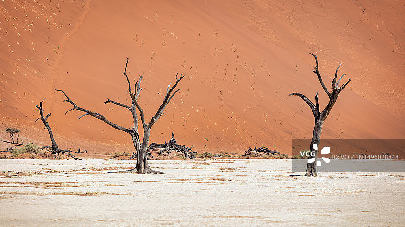 纳米比亚死亡谷沙漠盐沼中的黑色沙漠树木图片素材