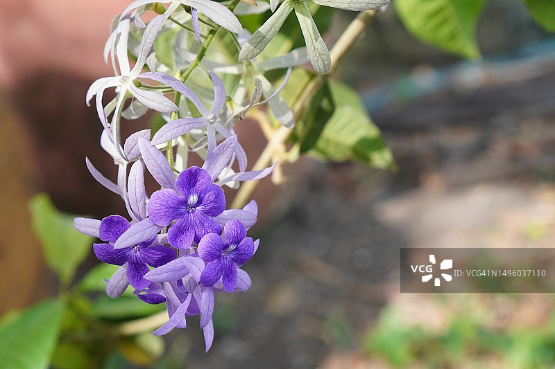 紫藤砂纸花：花园中盛开的五瓣紫色花束，形似五角花瓣，背景模糊图片素材