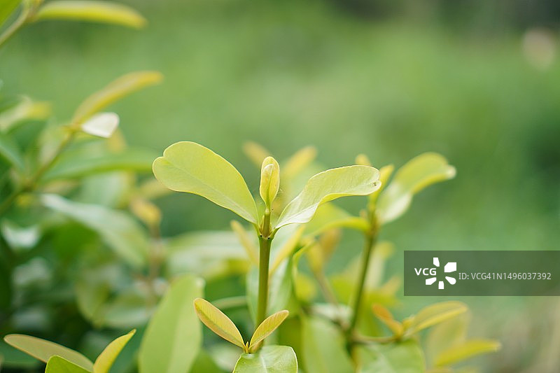 朥饼果树的绿叶，自然背景图片素材