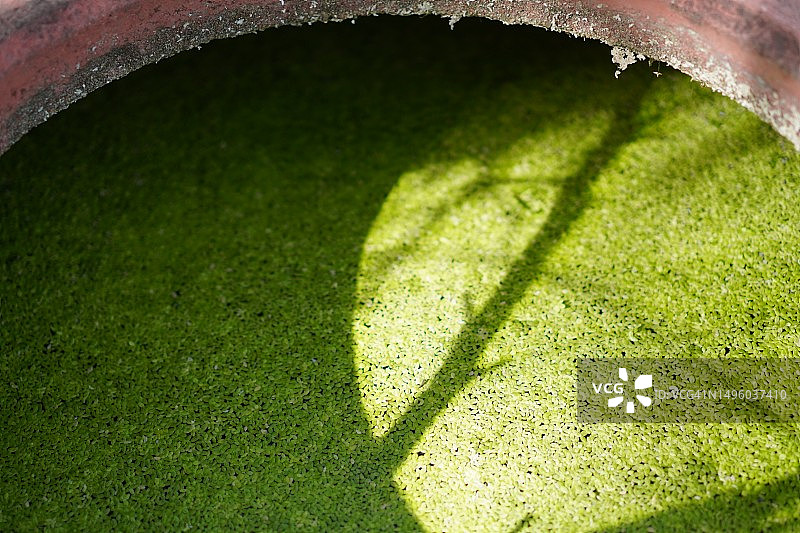 满江红图片素材