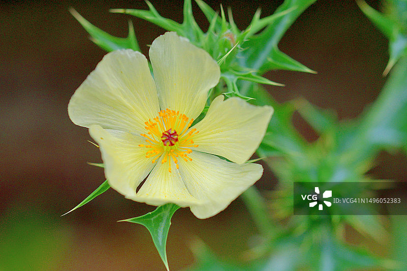 墨西哥刺罂粟：明亮、艳丽的黄花图片素材