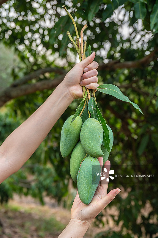 采摘后，有人双手捧着一堆新鲜芒果图片素材