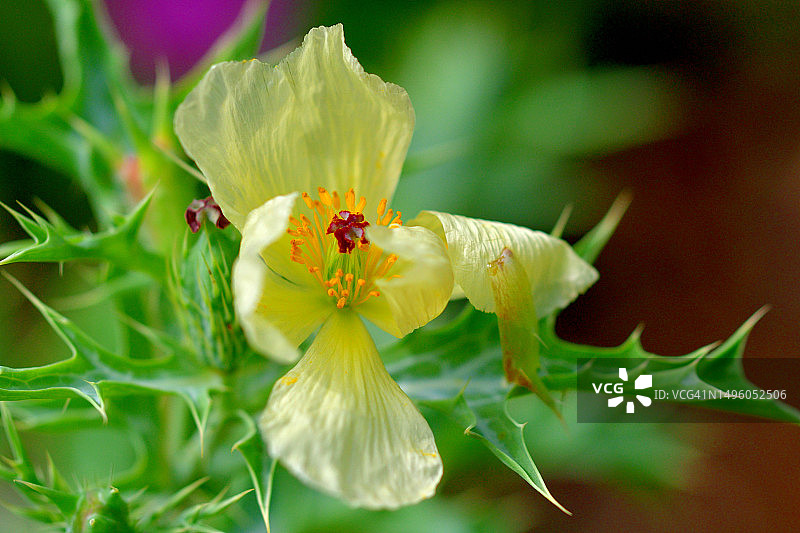 墨西哥刺罂粟：明亮、艳丽的黄花图片素材