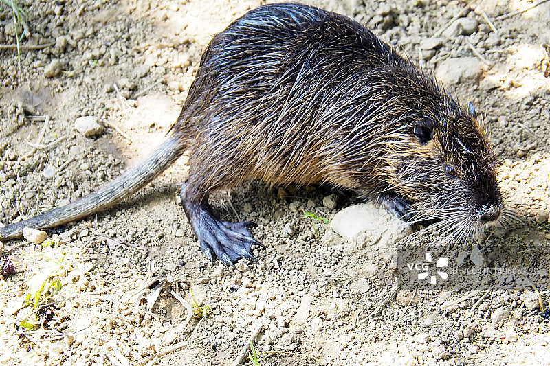 海狸鼠（Myocastor coypus）在自然保护区寻找食物图片素材