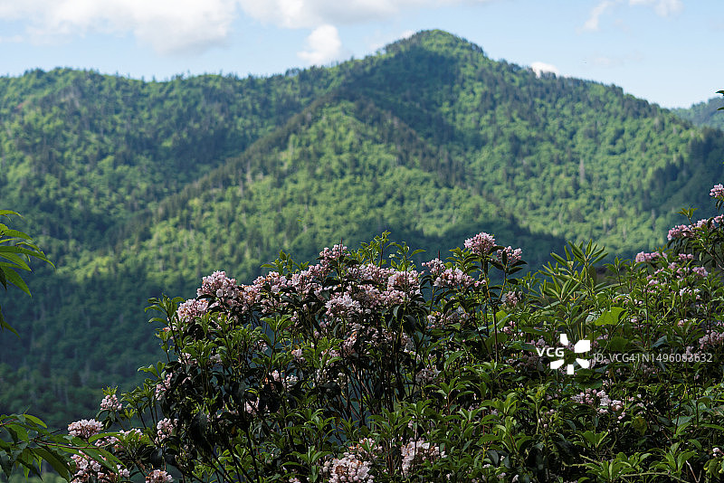 盛开的山花图片素材