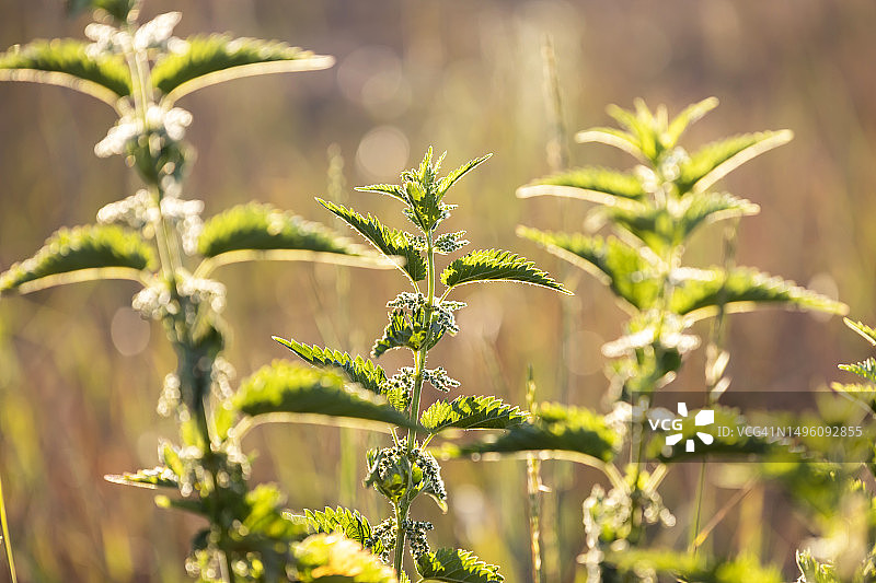 荨麻图片素材