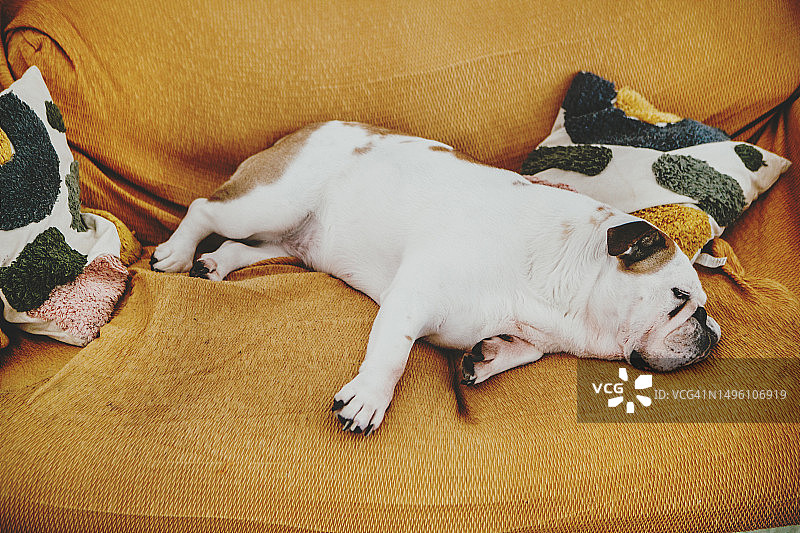 在沙发上睡觉的狗图片素材