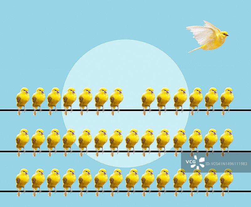 一只金丝雀飞走了图片素材