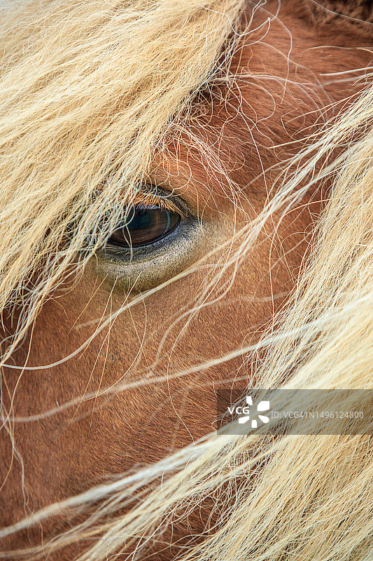 冰岛马图片素材