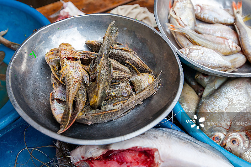 秘鲁丛林鱼图片素材