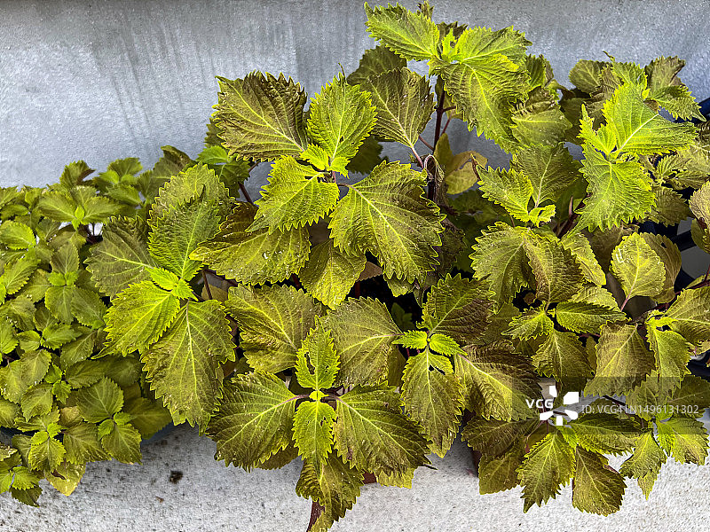 锦紫苏图片素材