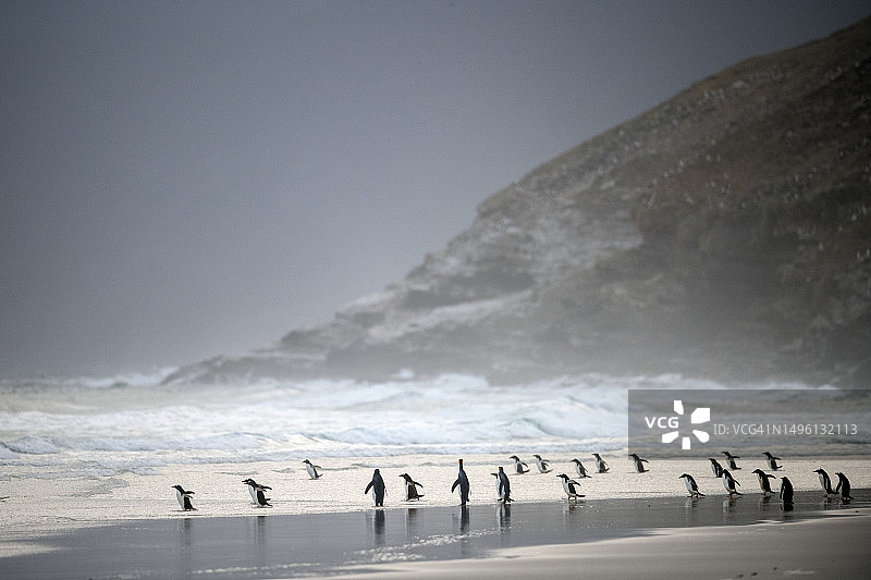 福克兰群岛桑德斯颈企鹅海滩的迷人景色图片素材