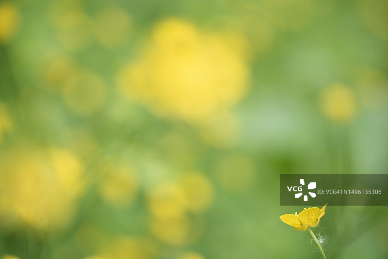 单朵白屈菜花（chelidonium majus）柔焦特写，背景是大量失焦的花朵图片素材