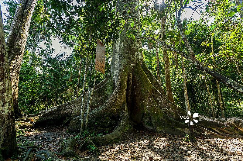秘鲁丛林的古老巨树图片素材