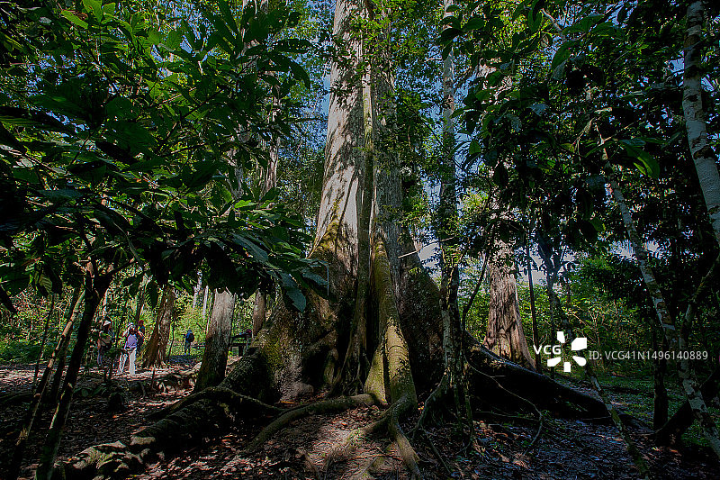 秘鲁丛林的古老巨树图片素材