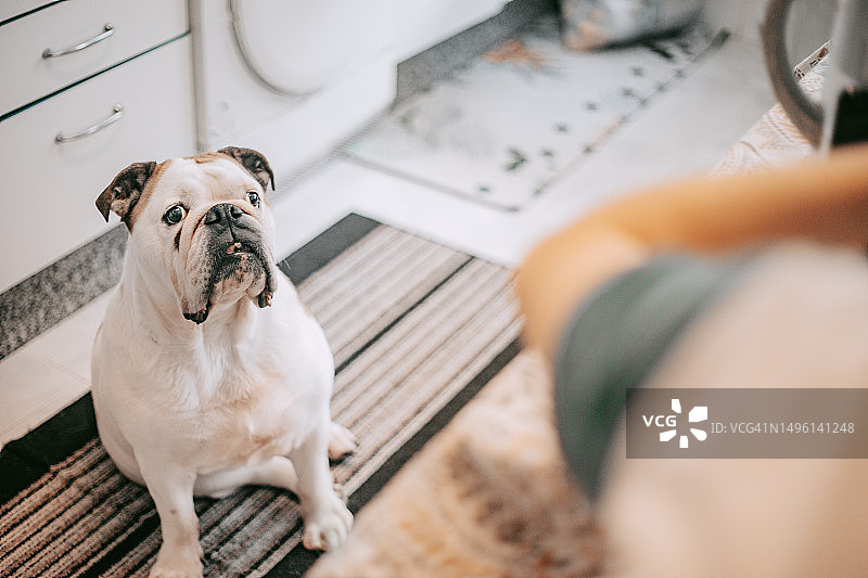 厨房桌子下的狗狗图片素材