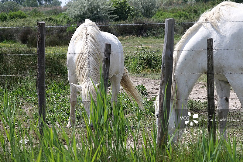 卡玛格马图片素材