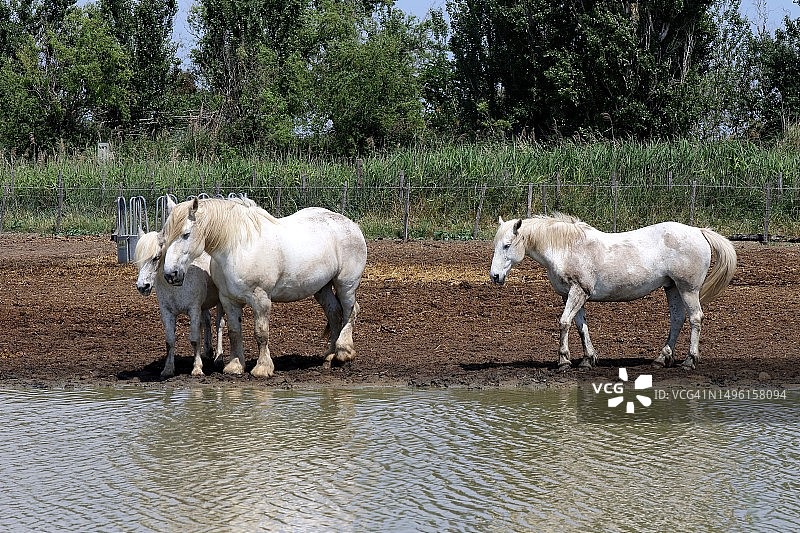 卡玛格马图片素材